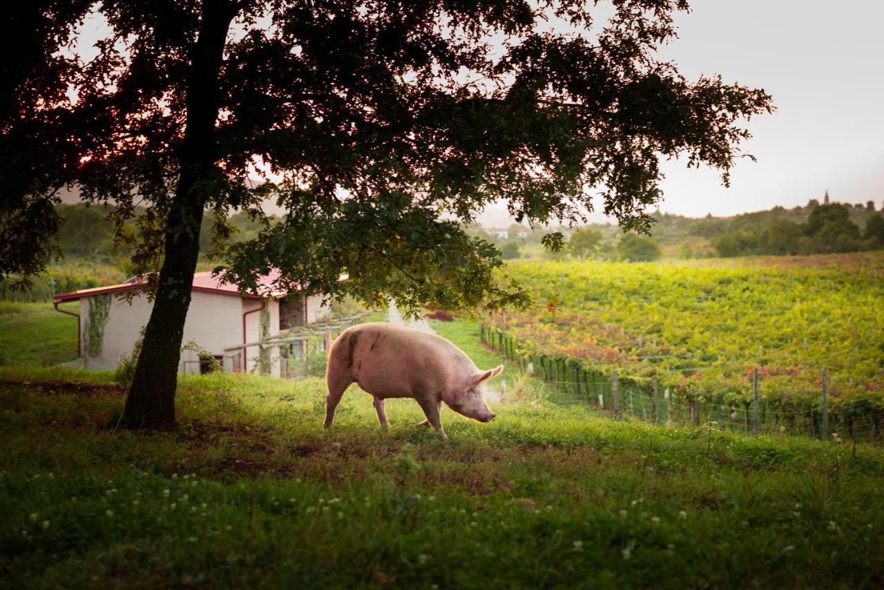 Tourist Farm Skerlj Villa Dutovlje Dış mekan fotoğraf